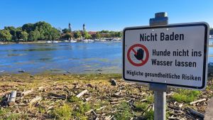 Blaualgen im Bodensee: Hier gelten aktuell noch Warnungen