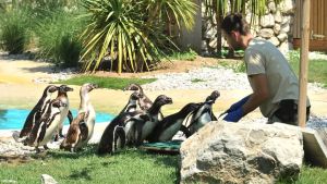 Molto più che uno zoo: al Parco Punta Verde di Lignano con gli animali si impara il rispetto