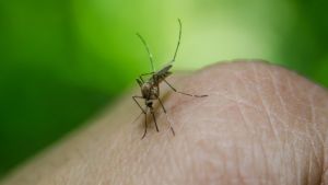 Četiri osobe preminule od virusa Zapadnog Nila u Grčkoj