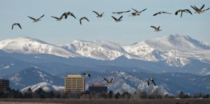 Not all Coloradans want to share their cities with Canada geese and their poop – a wildlife manager shares the control methods that work