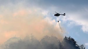 Frühwarnsysteme, mehr Laubbäume, bessere Ausrüstung: Experten fordern einen Waldumbau
