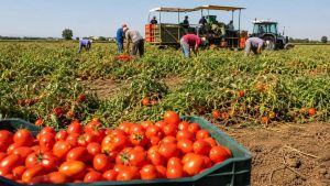 La raccolta del pomodoro al via con dieci giorni d'anticipo in Lombardia: rese già in calo del 10%