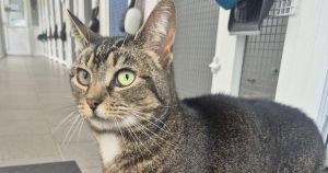 ‘Dream come true’ - Bella the cat reunited with family after three years missing