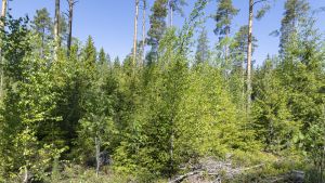 Talous | Lukijalta: IFRS-tilinpäätösstandardi ei sovi metsätalouteen