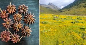 A Wild Himalayan Spice Is Helping 200 Families Protect 100 Sq Km of Forest