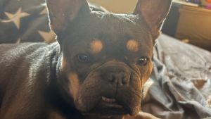 Nicht ganz hundetypisch