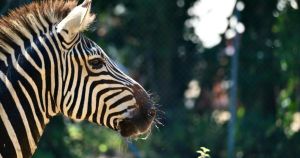 Much-loved species returns to Norfolk zoo