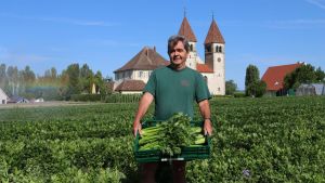Nischen-Gemüse von der Reichenau: Knackige grüne Stängel bräuchten mehr Fans