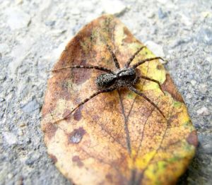 Who's afraid of spiders?