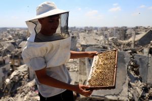 Gazan beekeepers struggle to recover after war wipes out honey production