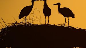 Hechelnd oder mit Kot beschmiert: So trotzen Tiere der Hitze