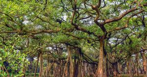 How India's Ancient Banyans Feed, Shelter and Sustain Hundreds of Species