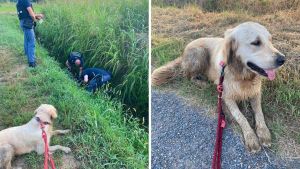 Pavia, Golden Retriever trova un armadio blindato rubato in un foss