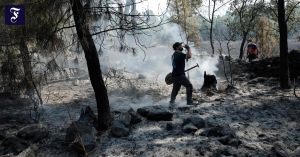 Keiner mehr da, der die Wälder pflegt
