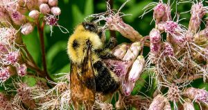 Who’s visiting your flowers?