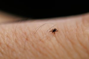 Tick-borne diseases on the rise throughout California