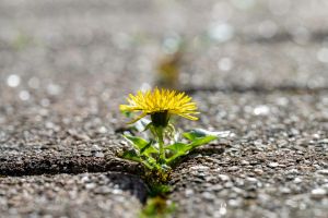 Das Willi-Universum