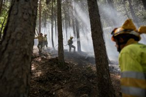 Wenn wir den Wald nicht retten, sind wir nicht zu retten