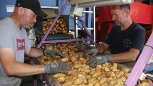 Die ersten Kartoffeln sind geerntet, alle helfen mit: Das Herdöpfelfescht kann kommen