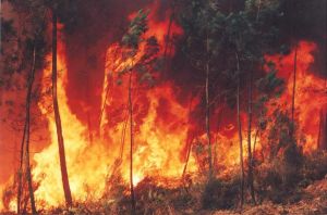 O planeta em febre: emergência climática, El Niño e a urgência de um novo Estado para o século XXI