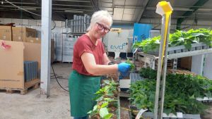 Von Steckling im Sommer zum Star im Winter