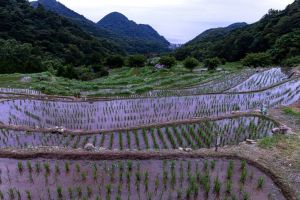 The rise of Japan’s organic right