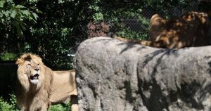 FOTO Je li ovo dokaz da je lav bio agresivan prema lavici i ranije? 'Pogledajte joj rane od ugriza'