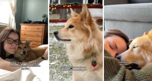 Millions celebrate Simon, the world’s best foster dog brother, as he crosses the Rainbow Bridge
