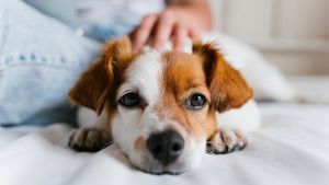 Warum dreht sich mein Hund vor dem Hinlegen im Kreis? Diese 4 Gründe könnten dahinterstecken