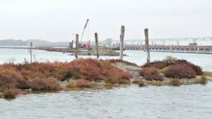 I nidi di fraticelli bloccano i lavori per l’acquedotto di Venezia: cantieri fermi fino a ottobre