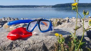 „Wie am Great Barrier Reef“: Niedrigwasser im Bodensee macht Überlingen zum Schnorchel-Paradies