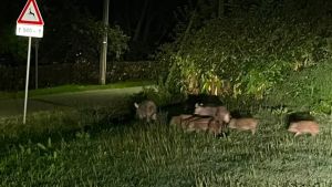 Cinghiali devastano i vigneti dei Colli Euganei, uve pregiate a rischio: partono le ronde notturne