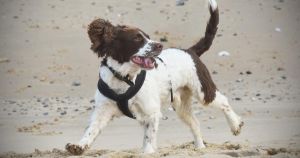 Beach walk in Norfolk voted among best in the country by dog owners