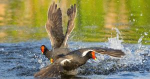 A roller-coaster ride with some moorhens