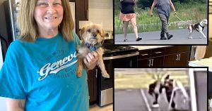 BIGGER PICTURE (Part 1): Doggone crazy