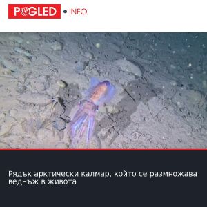 Рядък арктически калмар, който се размножава веднъж в живота