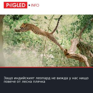Защо индийският леопард не вижда у нас нищо повече от лесна плячка