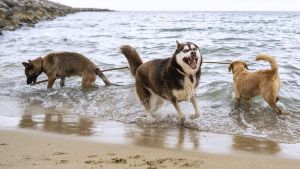 Pidan perdón al perro