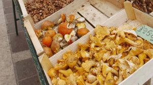 La siccità e il caldo fanno spostare i funghi: «Salgono in quota come flora e fauna»