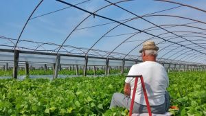 Negato il permesso per le serre, l’azienda chiede sette milioni di risarcimento al Comune di Istrana