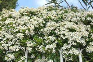Pourquoi parler de ces grands classiques que sont les choisyas ? Simplement parce qu’en faisant le tour de mon jardin, je les vois florissants, ne souffrant pas de la chaleur torride, alors que beaucoup d’autres végétaux semblent à l’agonie.