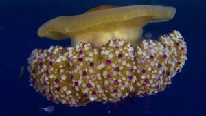 Meduse a forma di uovo: fioccano gli avvistamenti nel golfo di Trieste