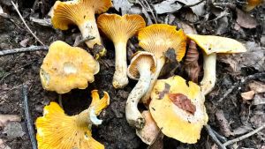 Fa troppo caldo e nei boschi mancano i funghi: «Per trovare i porcini bisogna salire oltre i 1.500 metri»