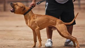 Ceranova, tre uomini morsi da un pitbull: feriti il padrone, un amico e un vicino di casa