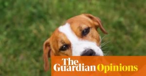 Struggling to get through summer? Treat yourself like a beloved dog – and six other survival tips