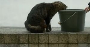 The Rise of Kittenfishing in Midlife
