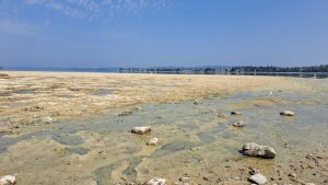 Puh, hier stinkt's! Deshalb ist der Geruch am Bodensee gerade so intensiv