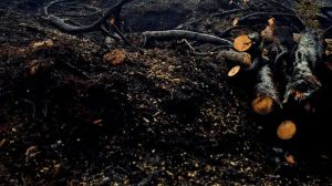 Malborghetto brucia ancora tra i pini neri, domato in tempo l’incendio a San Michele del Carso