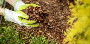 Birds messing up your garden mulch? Why I’d think twice before reaching for the mulch glue