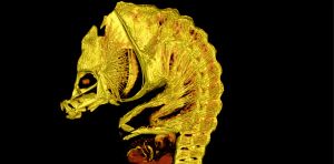New museum find shows nature can’t stop inventing seahorses